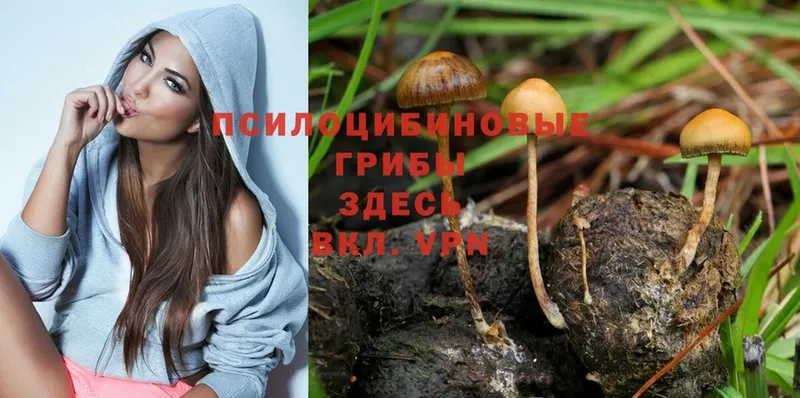 Галлюциногенные грибы Magic Shrooms  сколько стоит  Катайск 